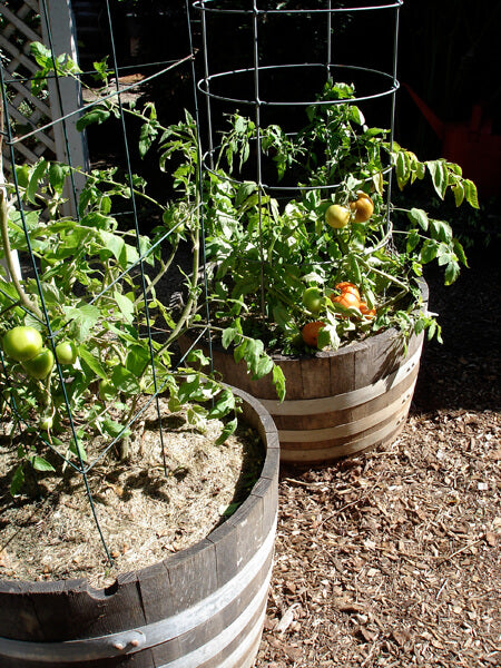 Whiskey barrel halves make sizable containers with a rustic appeal. They can be hard to find; retailers are most likely to carry them as a one-time item in the spring.