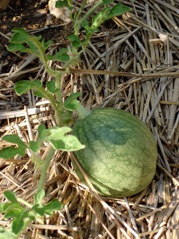 young watermelon growing on straw mulch