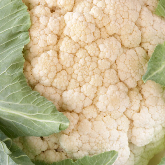 White Cloud cauliflower is perfect to eat raw with dips, steamed, or cooked in casseroles