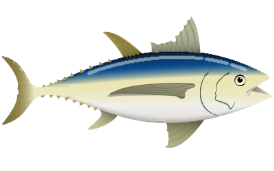 Illustration of Albacore Tuna