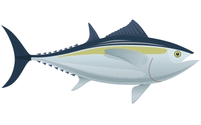 Illustration of Atlantic Bluefin Tuna