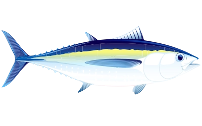 Illustration of Bigeye Tuna
