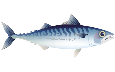 Illustration of Frigate Tuna