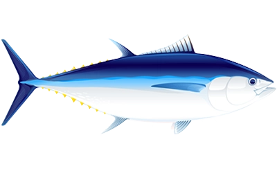 Illustration of Pacific Bluefin Tuna