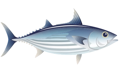 Illustration of Skipjack tuna