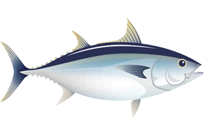 Illustration of Southern Bluefin Tuna