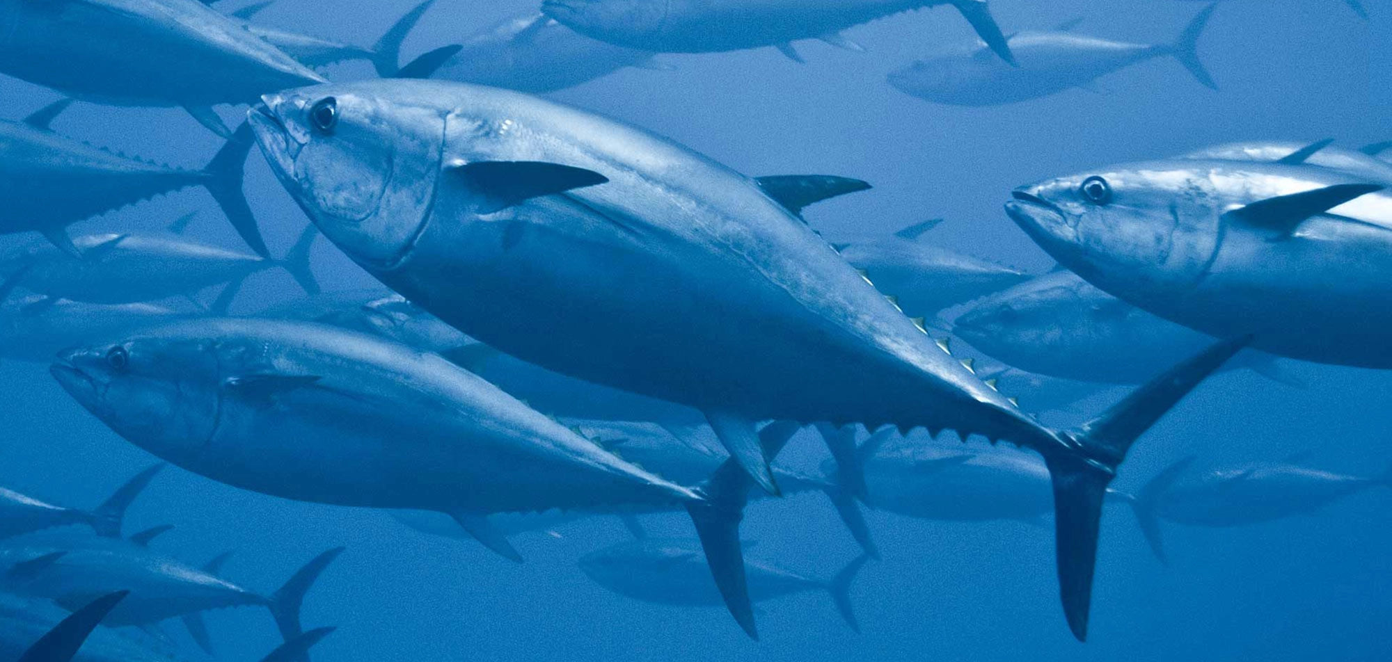 8 Things To Know About Tuna | Wild Planet Foods
