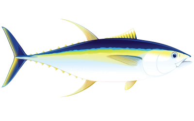 Illustration of Yellowfin Tuna