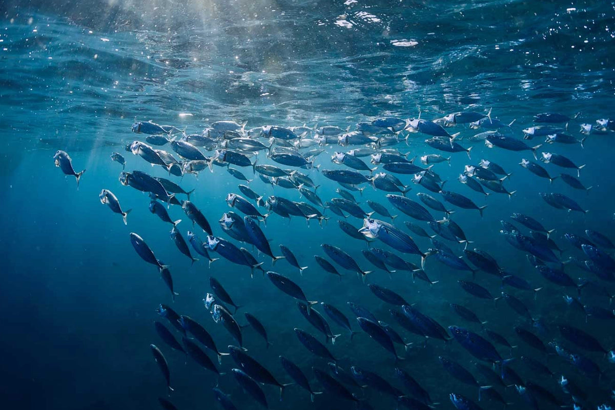 School of Yellowtail fish