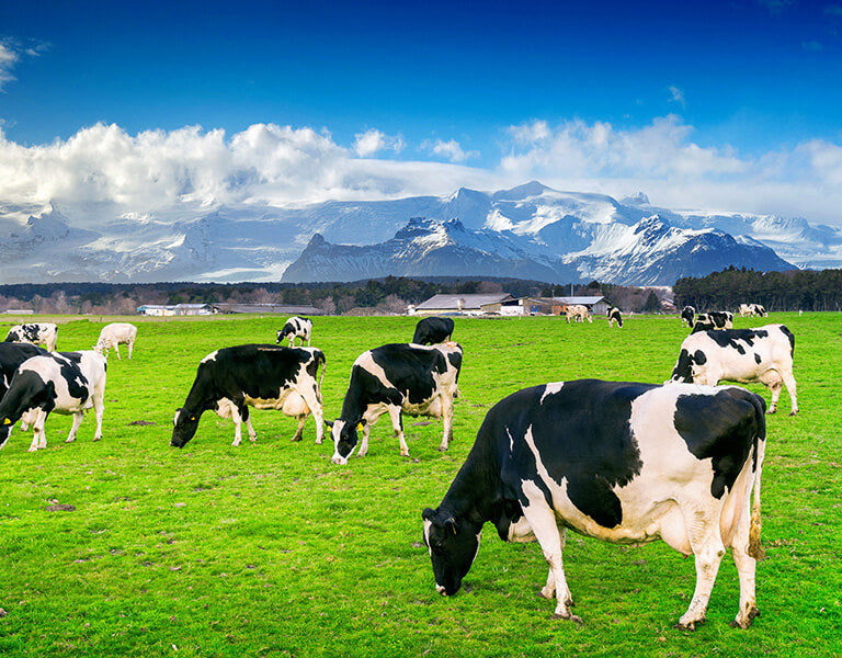 cows grazing on organic farm