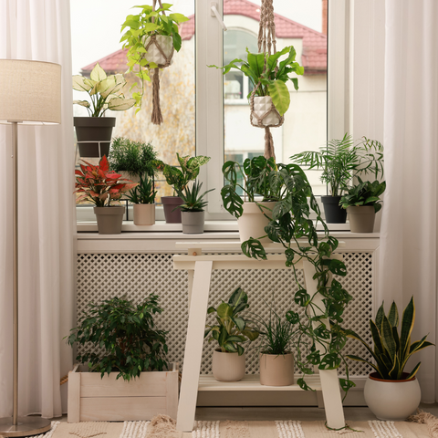 udarea plantelor de apartament