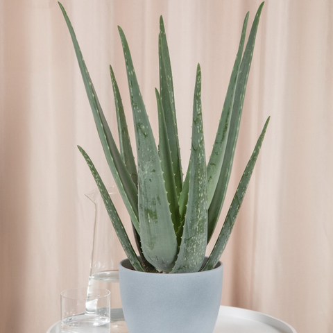 aloe vera