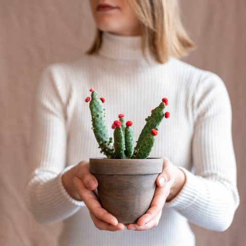 Cum sa Oferi Cactusului Tau cea mai Buna Viata