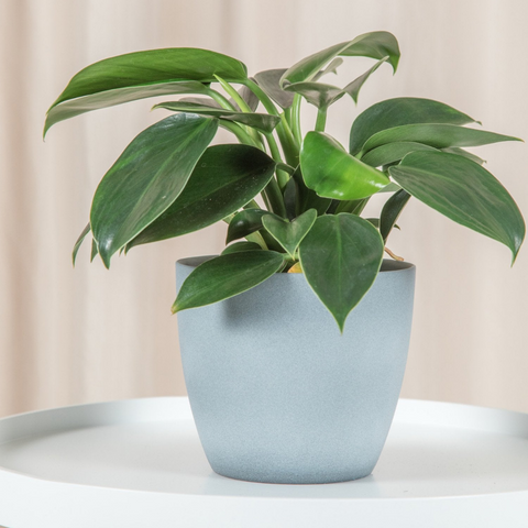 Philodendron Green Princess