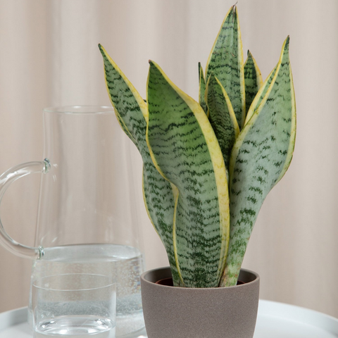 Sansevieria