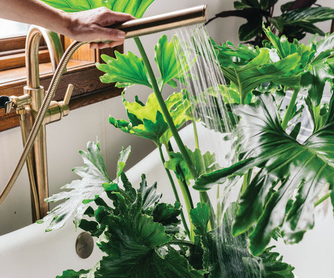 give your plants a shower