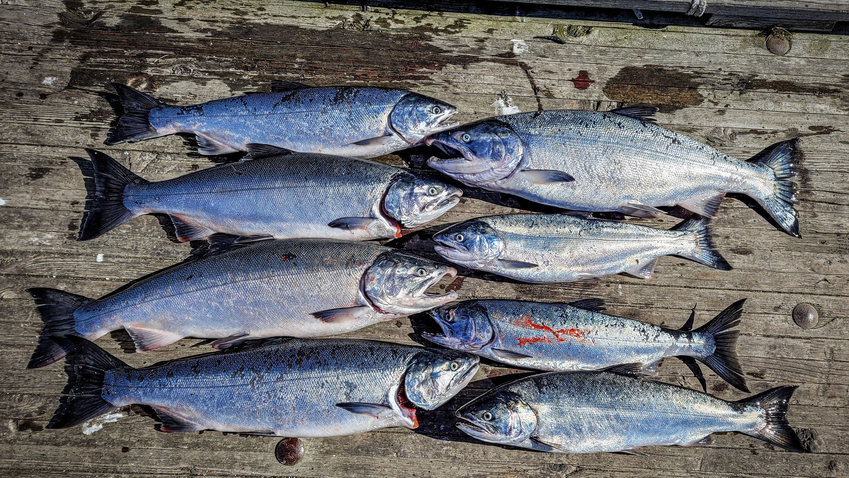 Trolling Tips for Saltwater Coho Salmon - Mack Attack Magazine