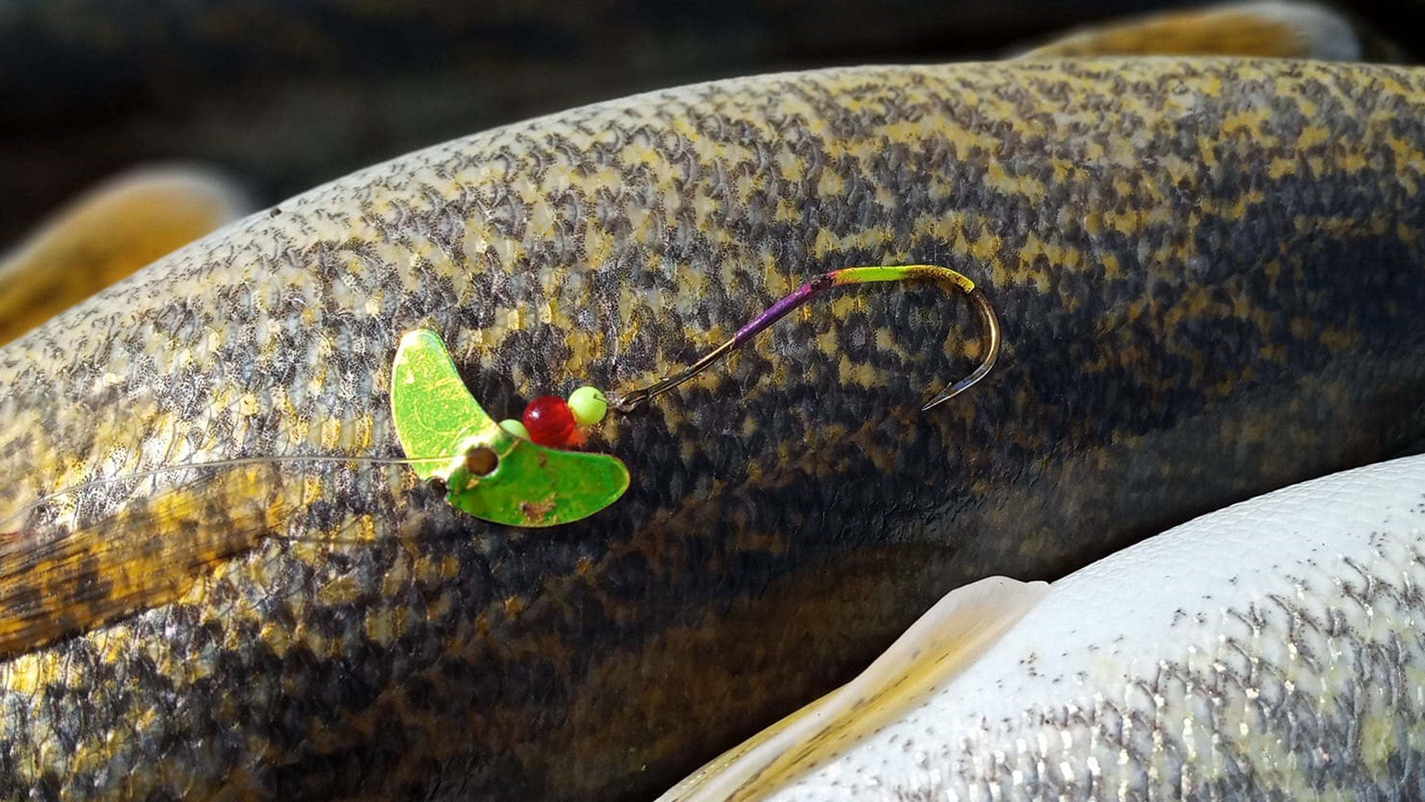 How to Target Spring Walleye in Washington Lakes -  — Mack's Lure  Tackle