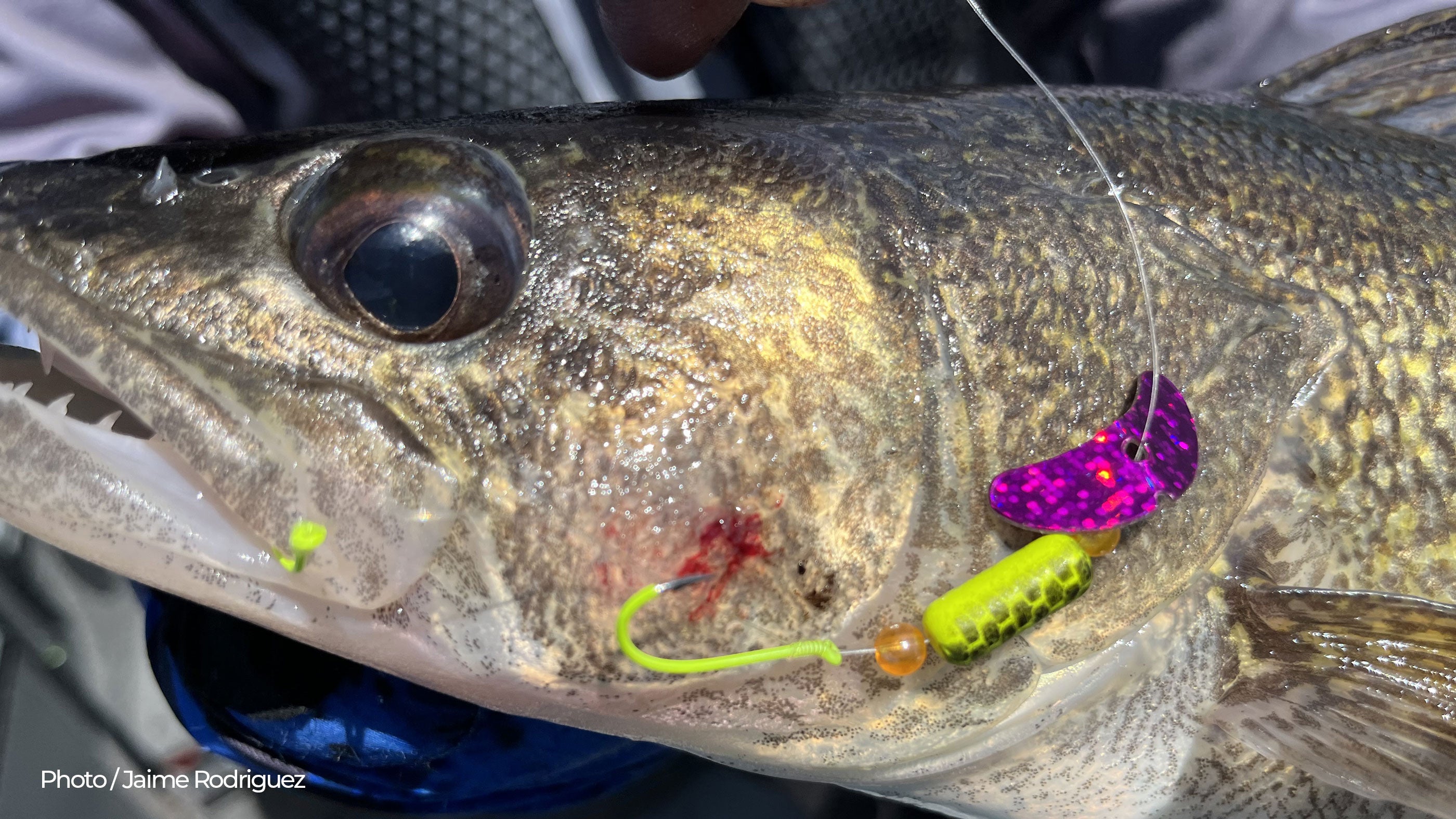 Coyne: Guide to Banks Lake Walleye Fishing — Mack's Lure Tackle