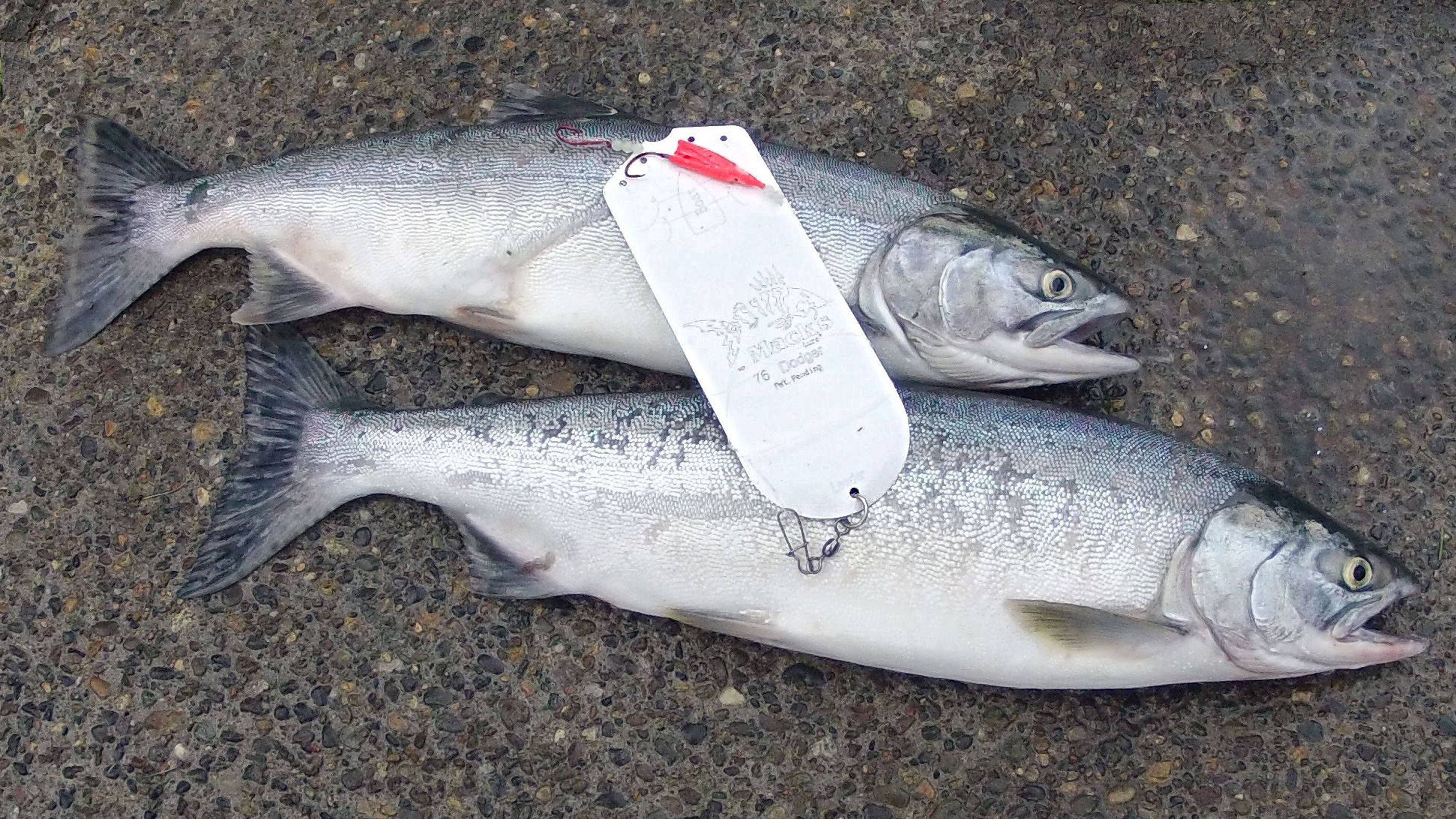 Brooks: How To Target Puget Sound Pink Salmon