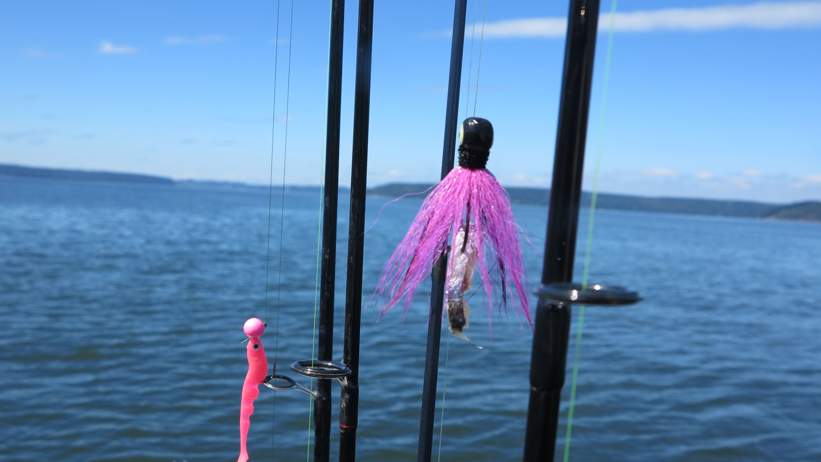 Pink Shrimp = Pink Salmon (Hood Canal, Puget Sound) 