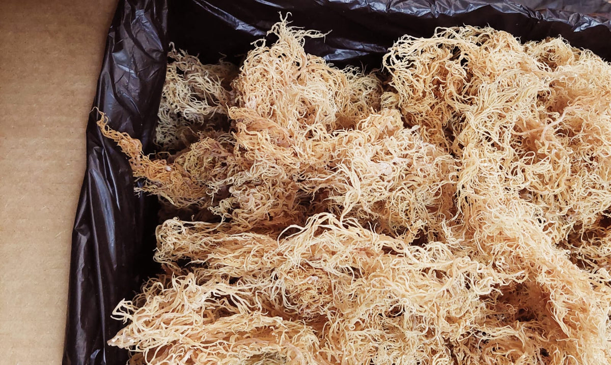 Wholesale Sea Moss – shopdcaribbean