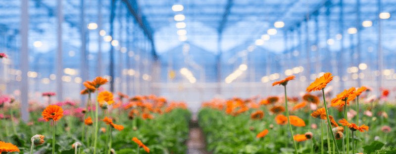 plants growing under LED lighting