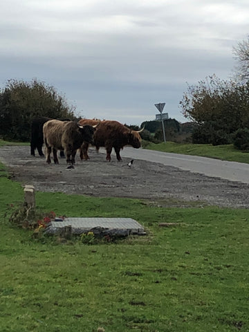 Cattle on Bodmin Moor 