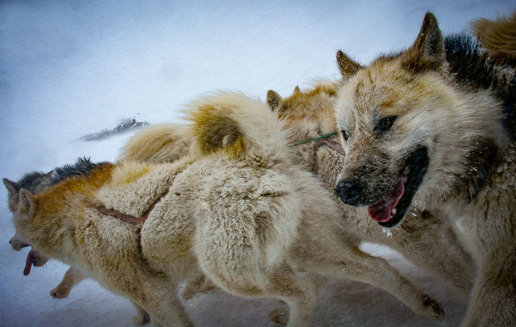 Perros de trineo en Alaska