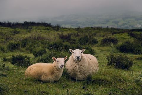 two cute sheep standing side by side in a field