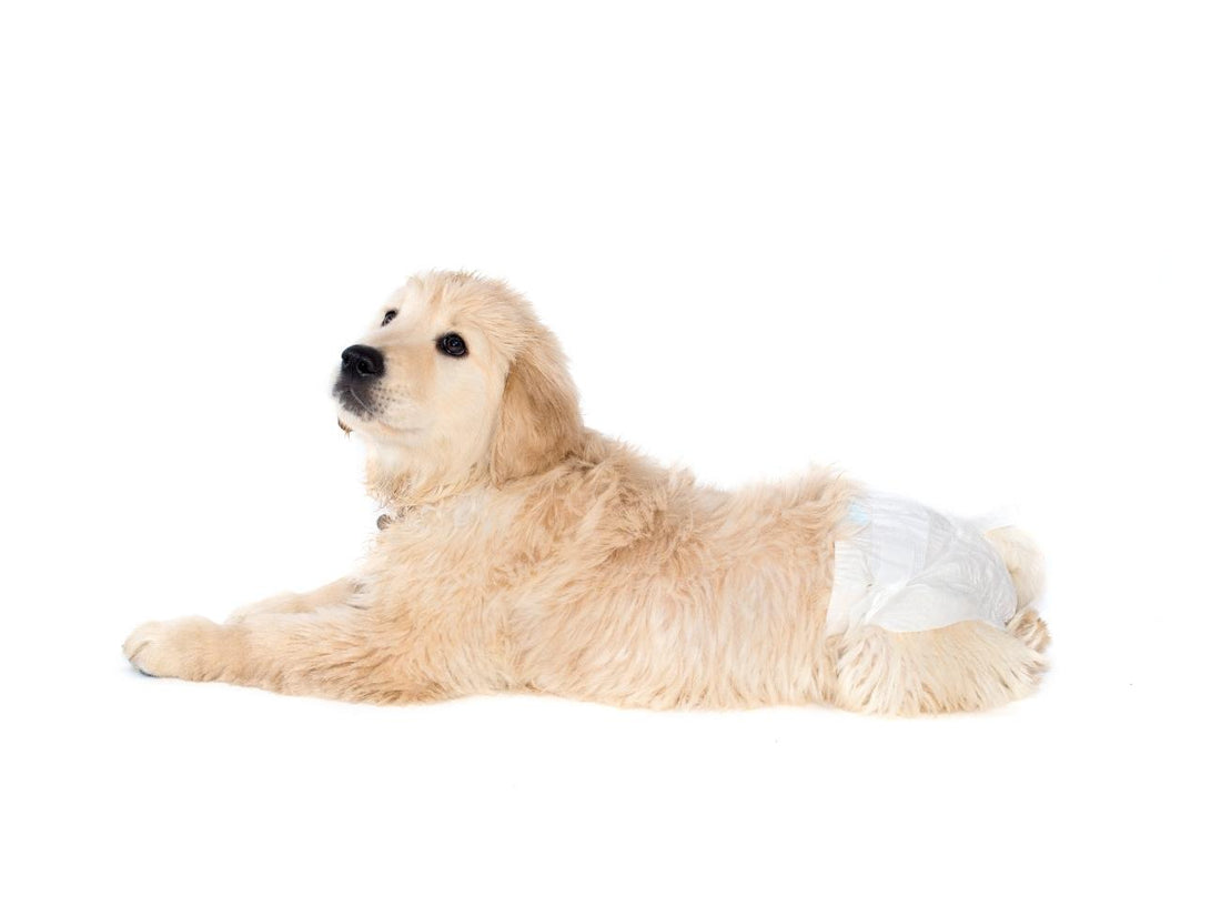 are dog diapers good for puppies