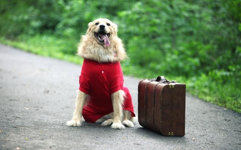 Traveling With Dogs