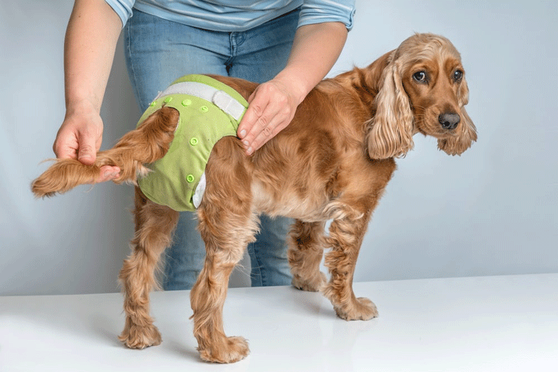 dog diaper