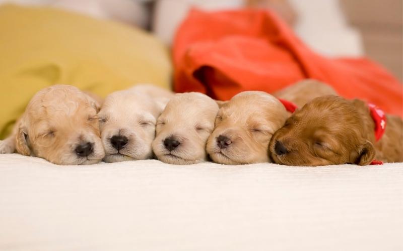 puppies