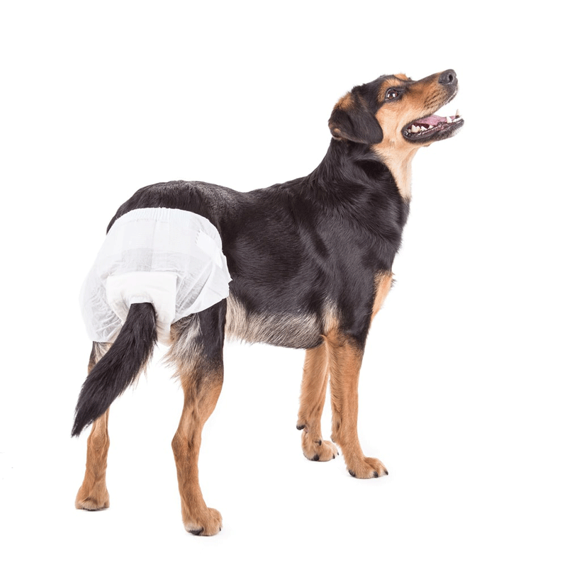 dog diapers