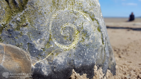 A spiral-shaped fossil at Clogherhead