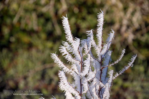 Plant with hoar frost