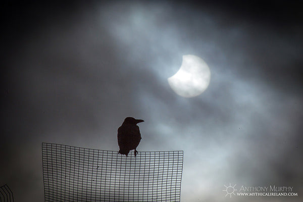 Partial solar eclipse and crow