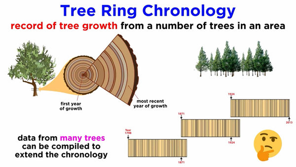 Tree ring chronology graphic 
