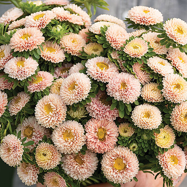Aster, King Size Apricot – William Dam Seeds