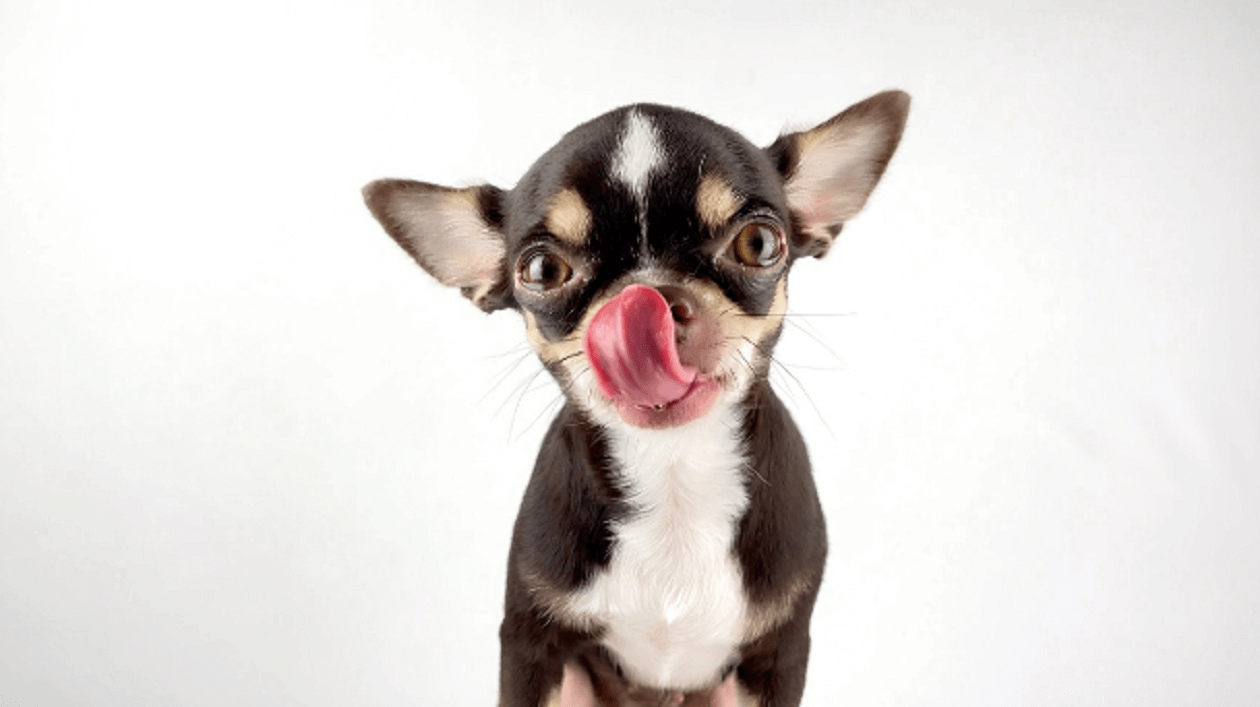  a chihuahua is licking its nose