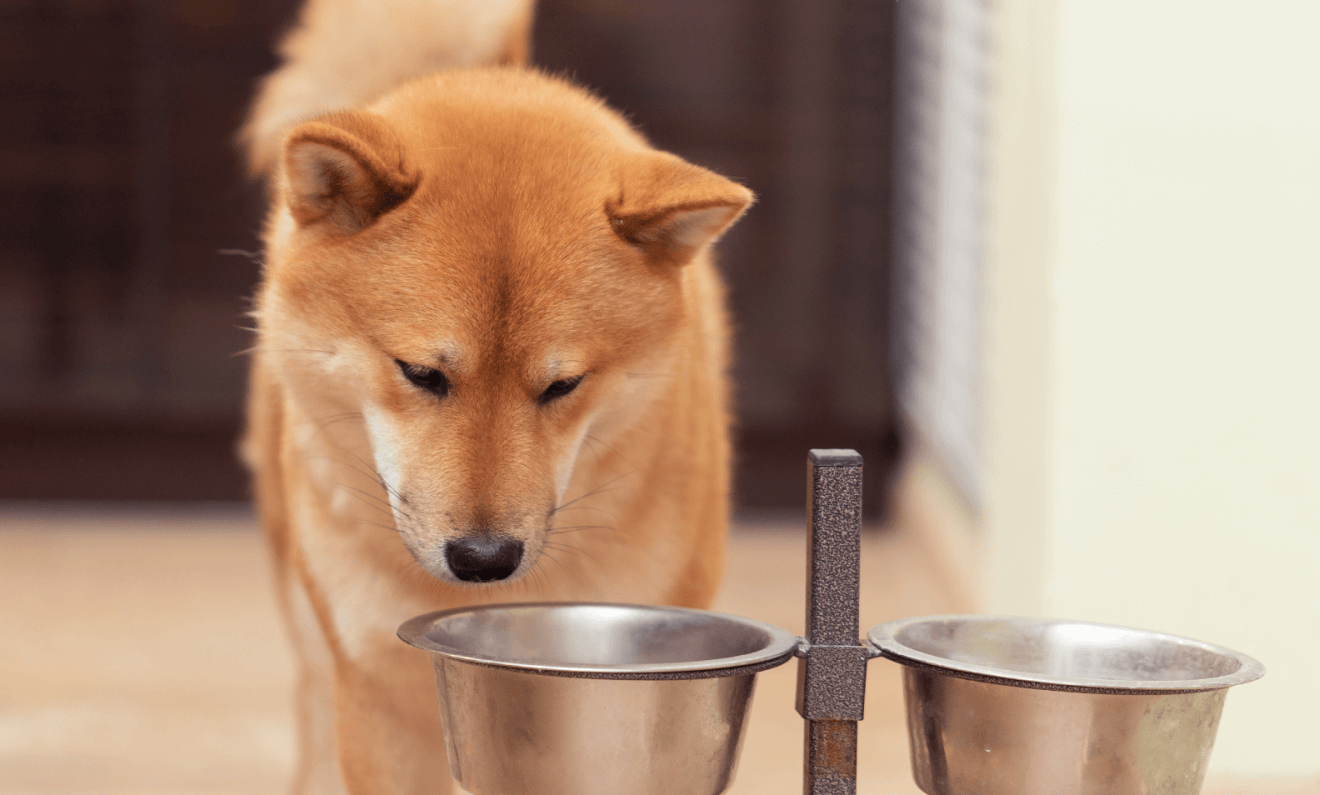 a shiba inu looking at his bowl