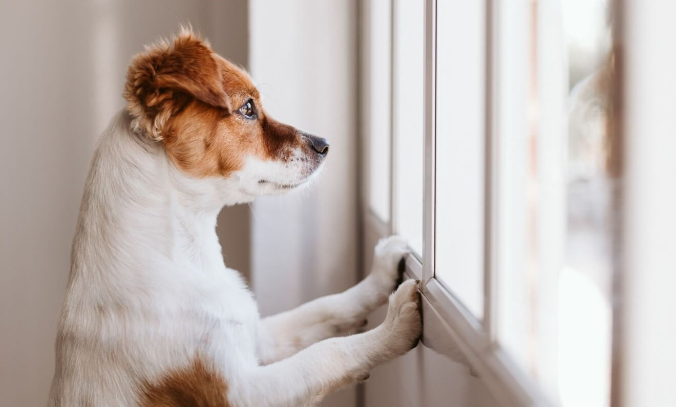  a dog looking out of the window