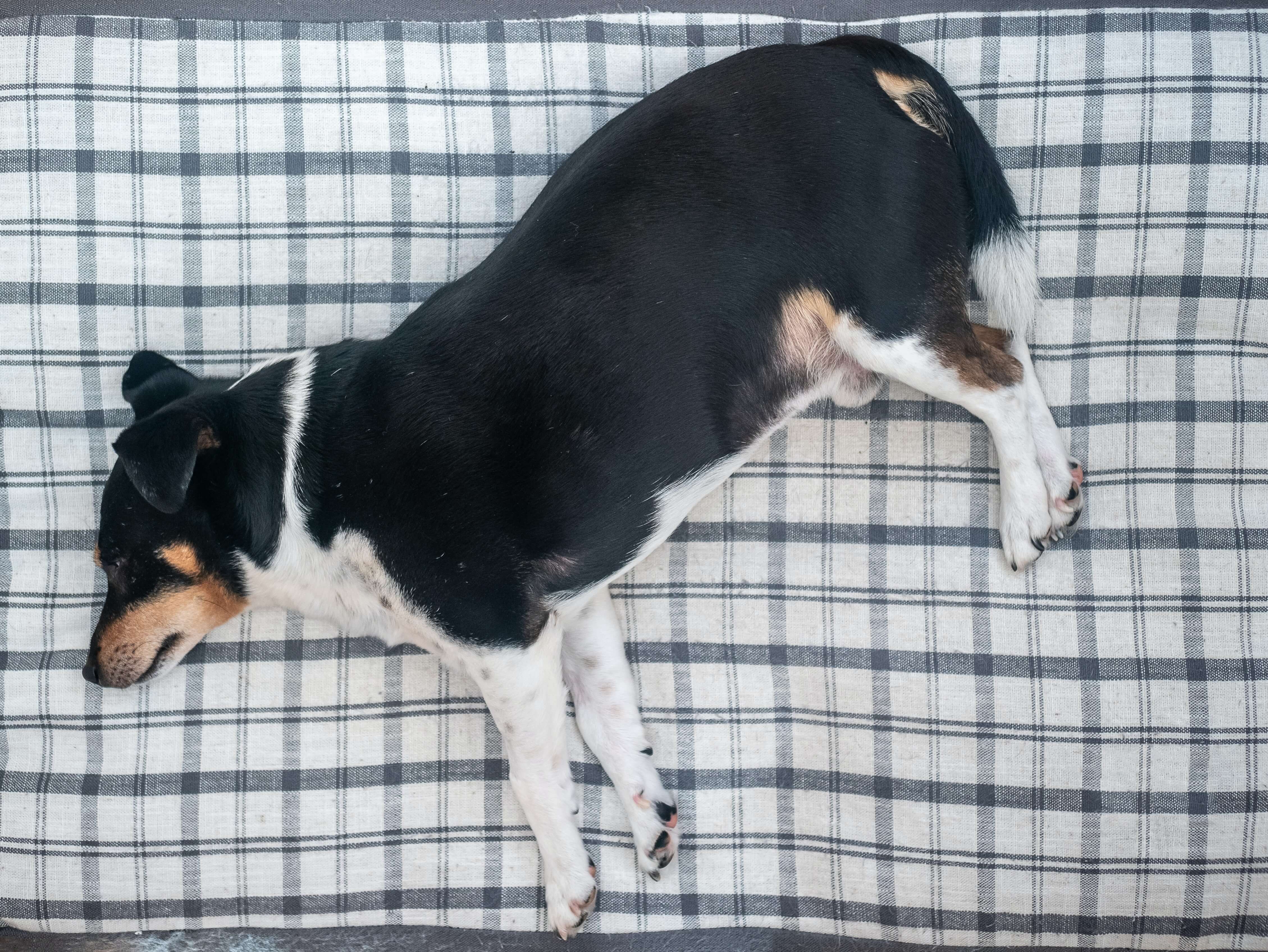 a dog lying on a cushion
