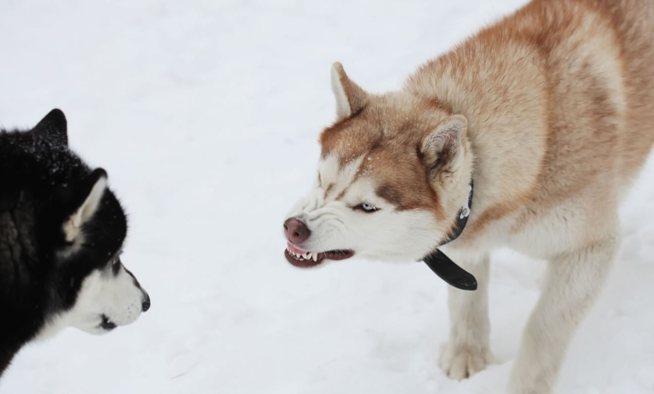 a dog showing teeth to another dog
