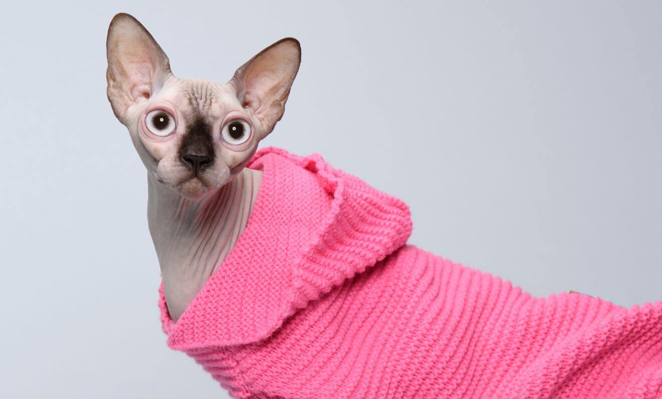 a hairless cat in a pink sweater