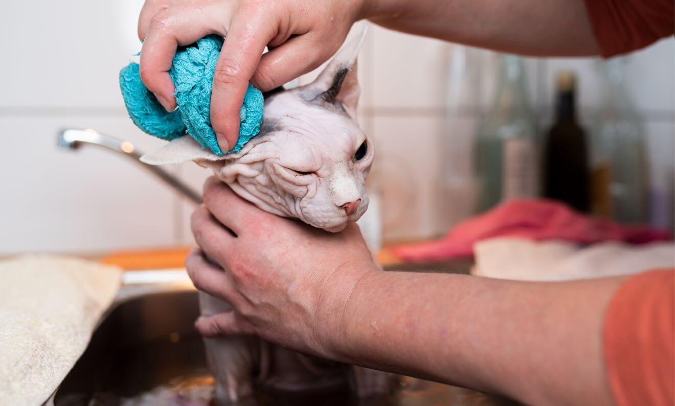 bathing a hairless cat
