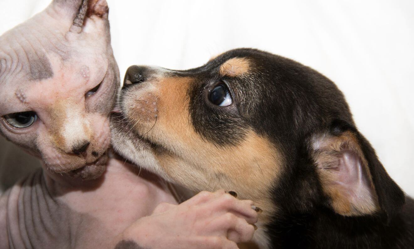 a hairless cat with a dog