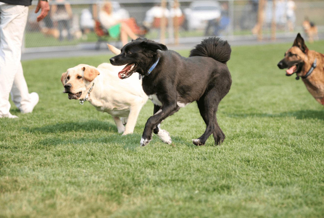 dogs playing together