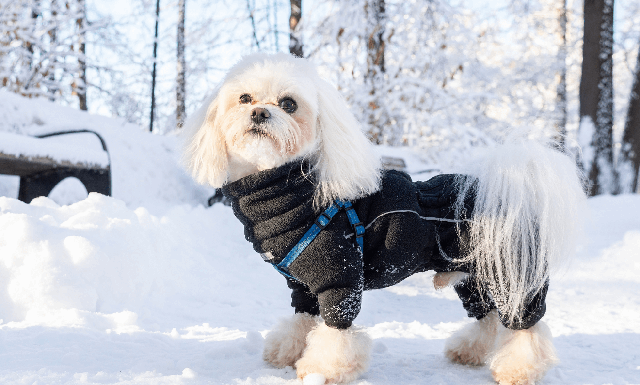 a white dog in a black coat standing in the snow